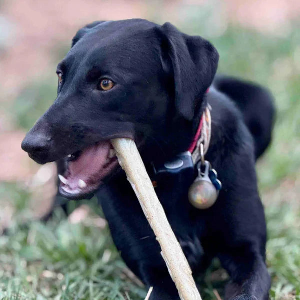 Sodapup Stick Durable Nylon Chew Toy